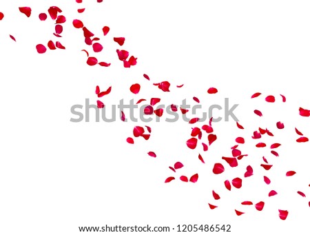 The petals of a red rose fly far into the distance. White isolated background.