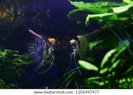Beautiful colored fish in the water. Underwater world
