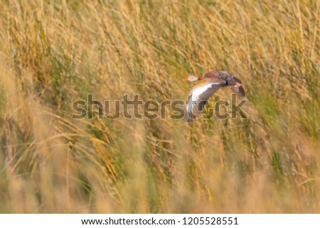 Beautiful Black-bellied Whistling-duck in flight in natural habitat