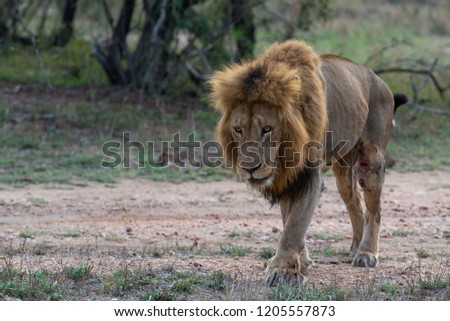 Majestic male lions in the wilderness of Africa - Greater Kruger National Park