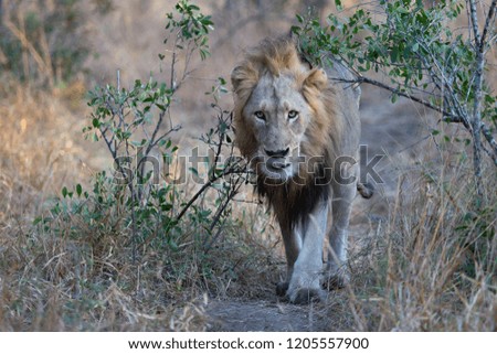Majestic male lions in the wilderness of Africa - Greater Kruger National Park