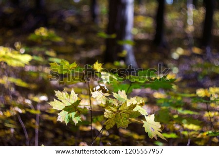 Yellow maple leaves in autumn on a Sunny day, season, background