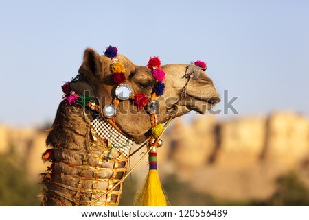 Decorated camel with Jaisalmer Fort in the background, Rajasthan, India.