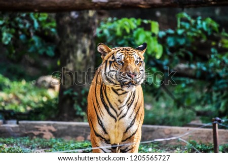 Great tiger male in the nature habitat. Wildlife scene with danger animal. Hot summer in thailand. Dry area with beautiful tiger.