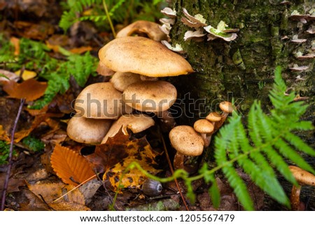 Forest mushrooms close up at day