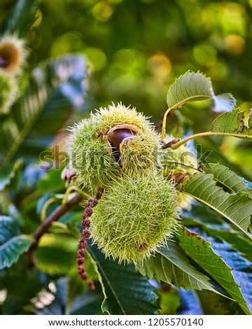 Branch of chestnut with fruits. Chestnuts. Castanea sativa.