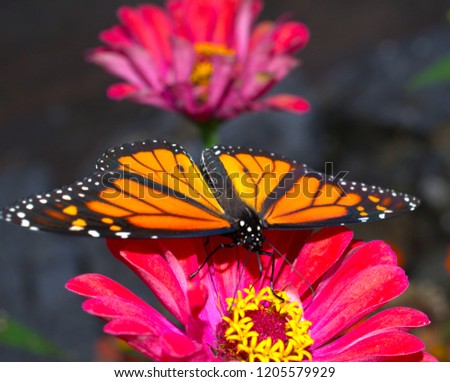 Monarch Butterfly in the garden