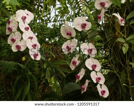 Orchids farm keeping in temperature control at Buriram,Thailand. 