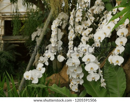 Orchids farm keeping in temperature control at Buriram,Thailand. 
