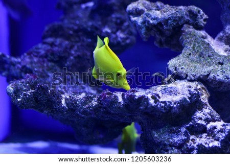Many beautiful colored yellow fish in the water. Underwater world
