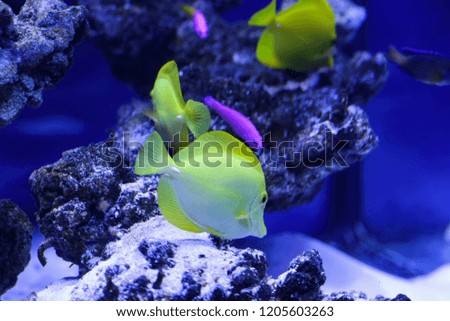 Many beautiful colored yellow fish in the water. Underwater world
