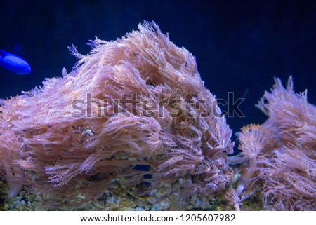 water tree flowing in dark water aquarium. underwater life concept