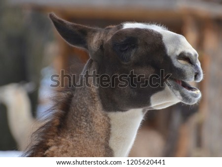The llama (Lama glama) is a South American camelid, widely used as a meat and pack animal by Andean cultures since pre-Hispanic times.
