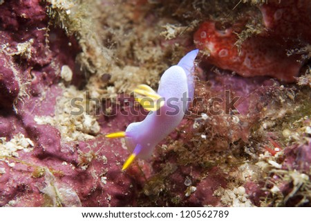 Sea Slug _ Risbecia apolegma