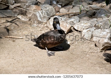this is a brown duck with yellow eye and black at the tip of its beak