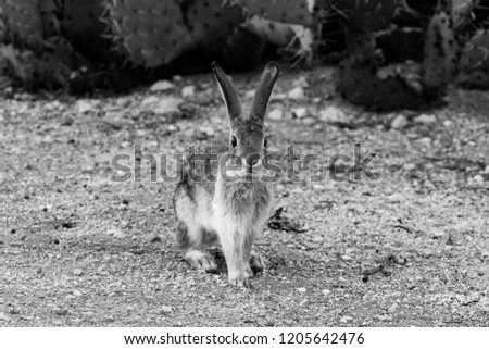 Black and white detail of an alert cottontail rabbit staring at the camera with prickly pear cactus in the background of this natural Sonoran Desert landscape outside Tucson, Arizona. October of 2018.