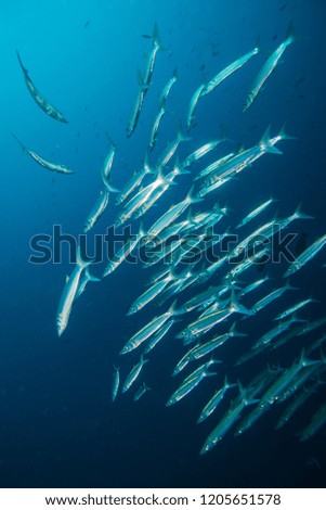 School of fish in blue water. Republic of Palau