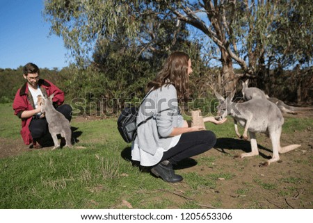 Tourists Feeding Kangaroos in Australia