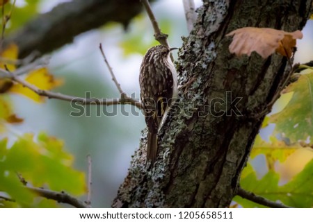 Brown creeper on a tree