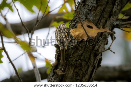 Brown creeper on a tree