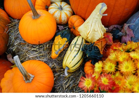 Display of decorative heirloom pumpkins and gourds in the fall