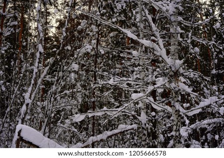 Siberian taiga in winter, mixed forest, coniferous and deciduous trees are covered with snow. The picture was taken in a natural light, during the winter day.
