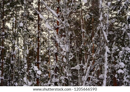 Siberian taiga in winter, mixed forest, coniferous and deciduous trees are covered with snow. The picture was taken in a natural light, during the winter day.
