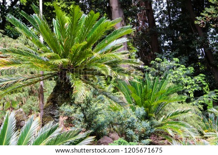 Cycas revoluta (sago palm, king sago, sago cycad, Japanese sago palm) in botanical garden