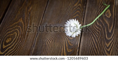 Flower on wooden background. Autumn background, place to insert text.