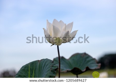 White lotus flower with lotus leaf on blue sky background.