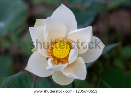 white lotus with green background.