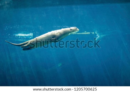 Walrus on Water