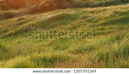 Green grass under sunset
