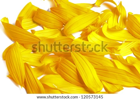 sun flowers on white background.