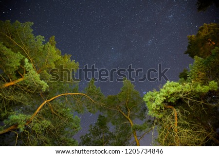The Milky Way rises over the pine trees on a foreground
