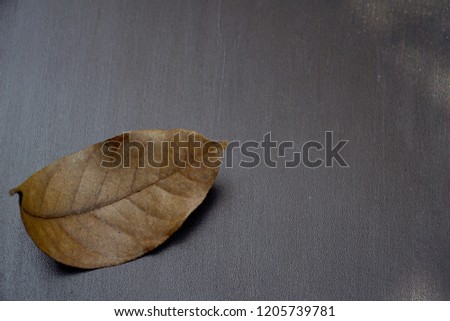 Dried leaf roll falling on black table with sunlight in the morning. Natural life concept. Free space for any text design. 