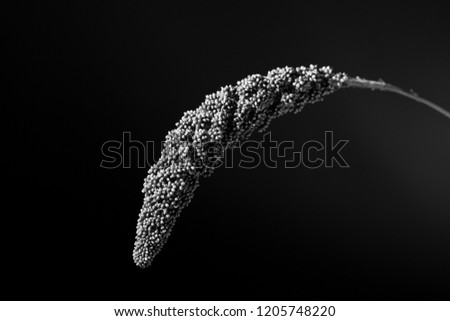 Moonlit ornamental grass with seed pods bending forward in black and white shot against black background.