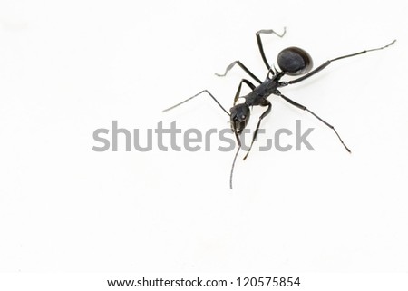 close up of black carpenter ant camponotus flavomarginatus on isolated white background