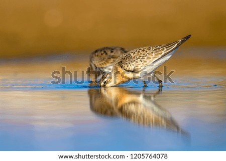 Water birds. Colorful nature background. Bird: Curlew Sandpiper. 