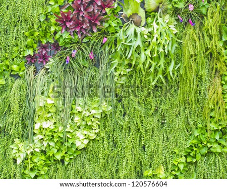 Abstract Nature Background, wall garden