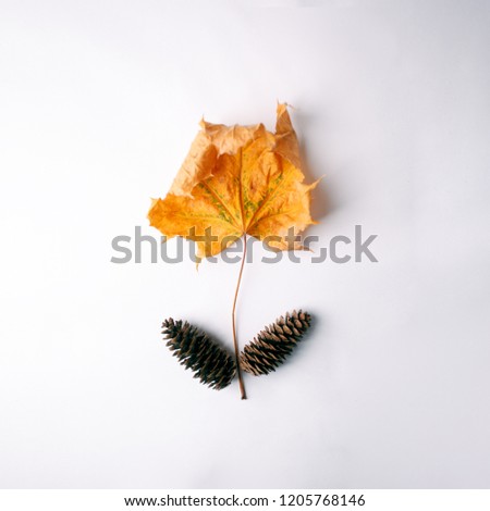 Autumn Arrives. Fall Background, Design concept. Flat lay. Minimal background. Yelllow Maple leaf and cones on white. Vintage Concept