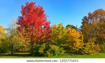 Red Acer Rubrum Autumn Blaze and yellow green European Hornbean on the fall colors. Botanical names on this trees are Sapindaceae Axer freemanii and Betulaceae Carpinus Betulus Royalty-Free Stock Photo #1205775655