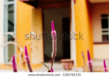 long purple flower in the garden