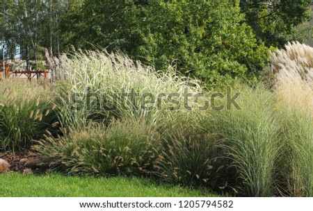 growth of various species of ornamental grass