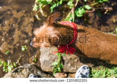 Photograph a dog seen from above in a stream in the fields of Menorca.