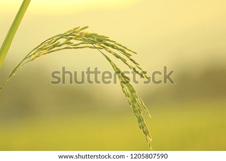 Rice Fields in Sunshine day Royalty-Free Stock Photo #1205807590
