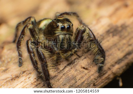 The Little Spider (hyllus) - Black