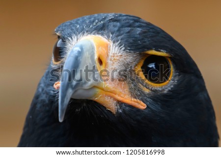 Steppe Eagle Portrait