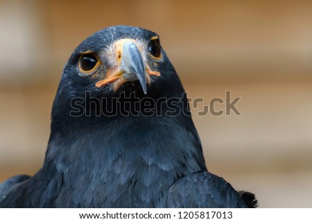 Steppe Eagle Portrait