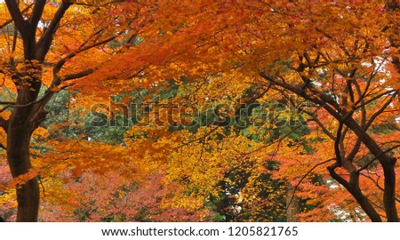         Autumn in a fool bloom, shines all colors yellow, gold, orange and red.                       